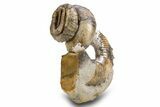 Cretaceous Heteromorph Ammonite (Didymoceras) - South Dakota #306621-1